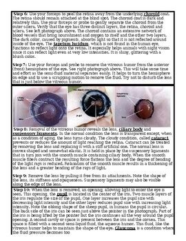 Bio Sheep Eye Dissection Lab Activity By Transformation Education