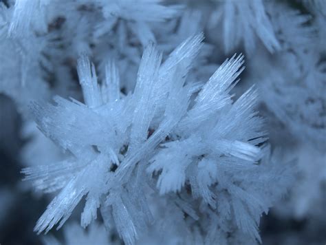 Free Images Tree Outdoor Branch Snow Winter White Frost Ice