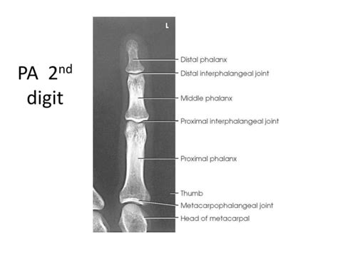 All Projections Anatomy Ppt Free Download