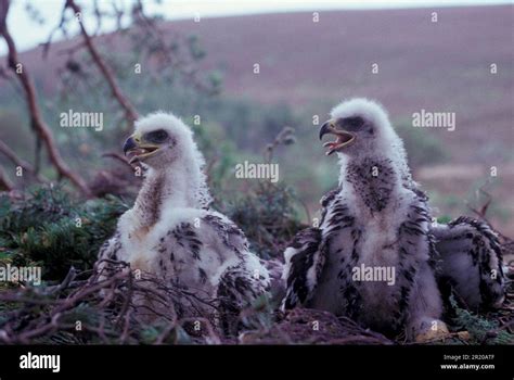 Golden Eagle Aquila Chrysaetos Three Week Old Chicks Stock Photo Alamy