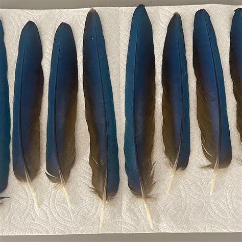 Macaw Feathers - Etsy