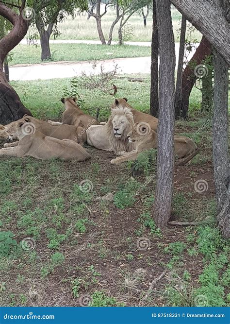 Lion pack stock image. Image of male, lion, relaxing - 87518331