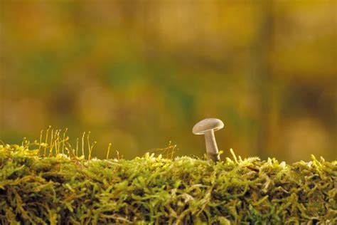 Free Images Nature Grass Branch Light Plant Sunlight Leaf