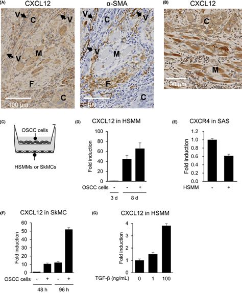 CXCL12 expression in muscle cells is upregulated by OSCC cells. (A)... | Download Scientific Diagram