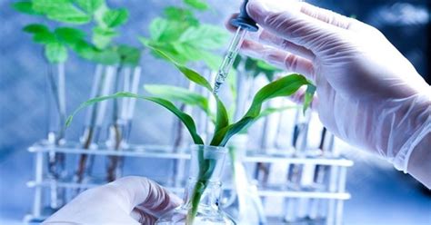 La Ciencia De Las Plantas Ciencia De Las Plantas Biotecnolog A Plantas