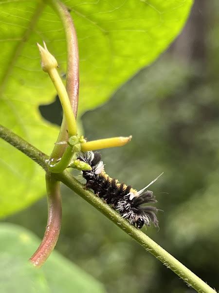 Milkweed Tussock Moth Caterpillar Project Noah