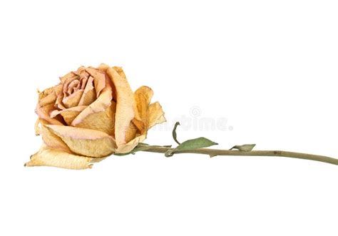 Faded Rose Isolated on White Background Stock Photo - Image of drooping, fragility: 173355526