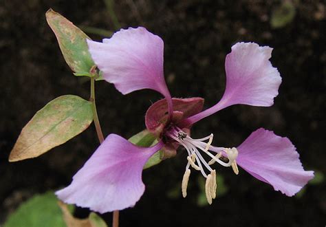 Plant Details page for: Elegant Clarkia