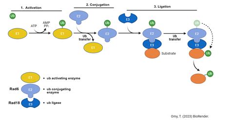 Protein Ubiquitylation Pathway For Ring Type E Ligases Biorender