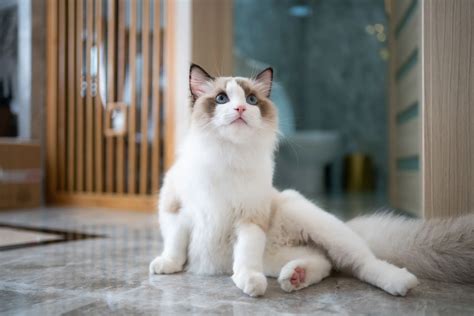 Nicest Cat Breeds | Money
