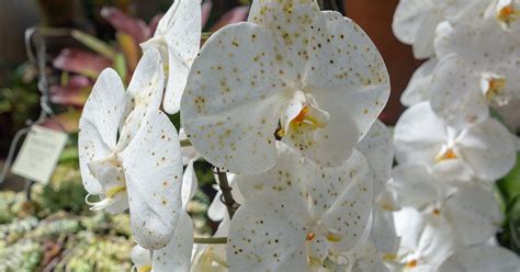 Phalaenopsis Aphrodite Orchid Growing & Care Guide - The Garden Magazine