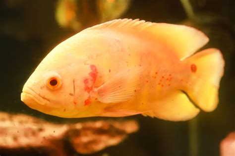 Premium Photo An Albino Tiger Oscar Fish Is Swimming In An Aquarium