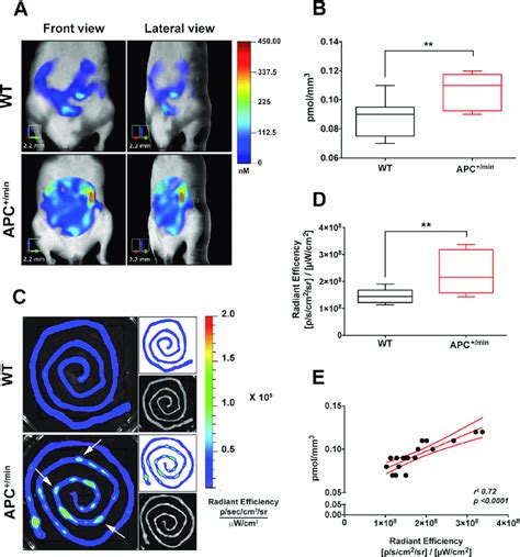 In Vivo And Ex Vivo Imaging Detection Of Small Intestine Tumor By