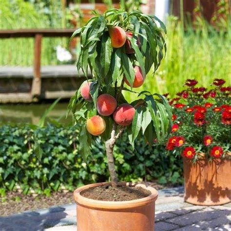 26 Best Cold Tolerant Fruit Trees You Can Grow In Garden