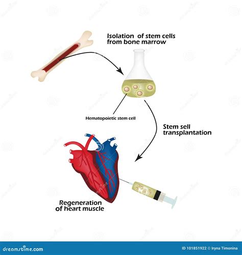 Cells Of The Red Marrow, Vintage Illustration | CartoonDealer.com