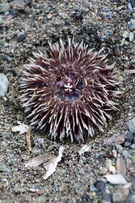 Green Sea Urchin Stock Photo Image Of Ocean Echinoderms 304146