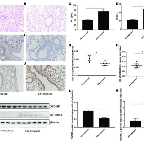 GSDMD N Expression Was Upregulated In AECs From Patients With COPD