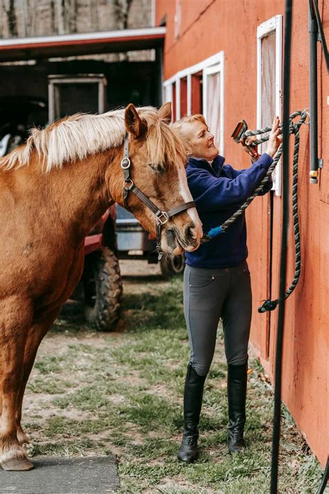 Long Reining a Horse: Techniques, Advantages and Disadvantages - All