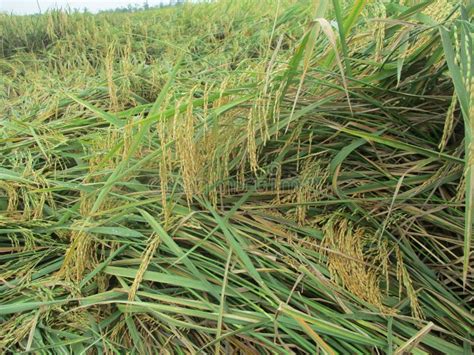 Arroz Pronto A Ser Colhido Imagem De Stock Imagem De Campo