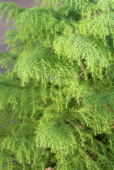 Cryptomeria Japonica Andelegans Viridisand Japanese Cedar Andelegans