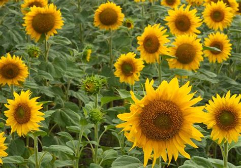 Sunflower - Black Oil seeds - Heirloom Seeds Canada