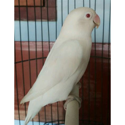 Jual JUAL BURUNG LOVEBIRD LOVE BIRD ALBINO MATA MERAH BANYAK PILIHAN