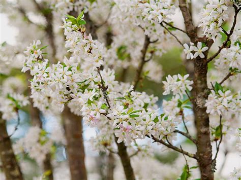 Care for Cherry Tree: Tips for Healthy Growth - Farmer Planting