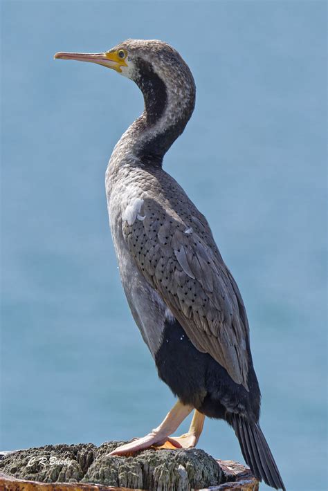 Spotted Shag Parekareka In Maori Resting On Duvauchelle Flickr