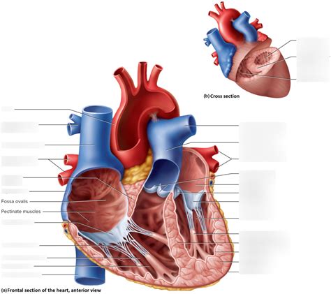 Internal Anatomy Of The Heart Diagram Quizlet