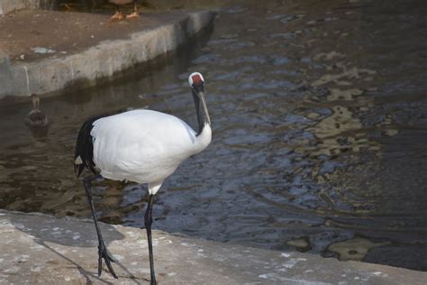 Red Crowned Crane（grus Japonensis） Zoochat