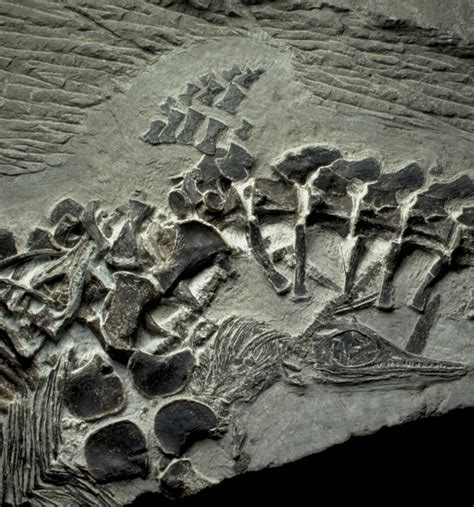 Early Triassic fossil showed live birth in action