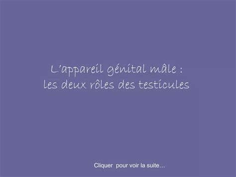 PPT L Appareil G Nital M Le Les Deux R Les Des Testicules