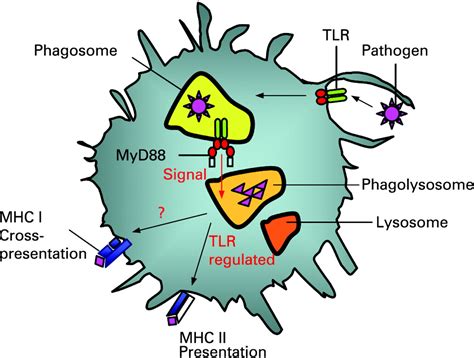 Phagocytosis And Antigen Presentation A Partnership Initiated By Toll