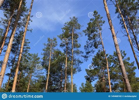 Paisajes De Las Plantas Y De Los Rboles Del Bosque Del Verano Foto De