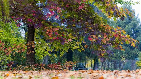 Dried Leaves Falling From Tree Colorful Autumn Leaves Tree Branches Hd