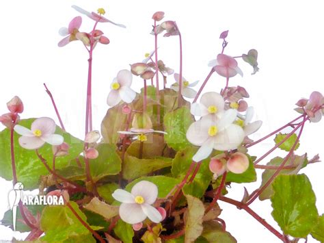 Araflora Exotic Flora And Mehr Begonia Nigritarum