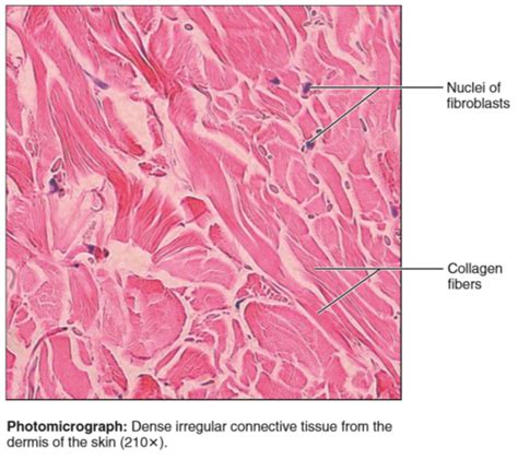 Fibras Del Tejido Conectivo Flashcards Quizlet