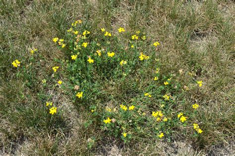 Birdsfoot Trefoil Plant Green Thumb Advice