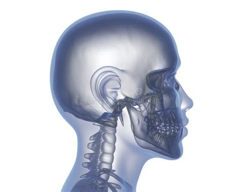 空的顶头x 射线 库存例证 插画 包括有 病症 关心 医疗 人力 科学 健康 头脑 男人 119565258