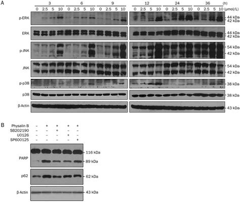 Erk Jnk And P38 Mapk Were Activated In Physalin B Treated Cells A