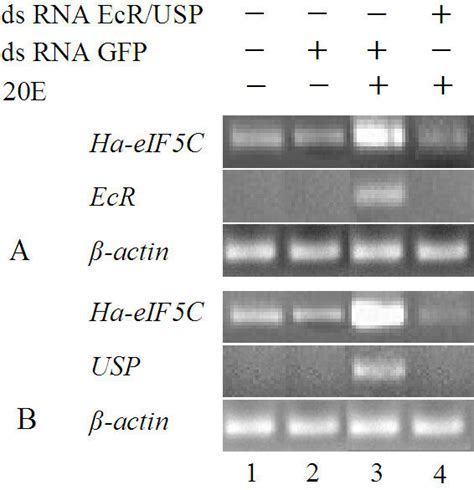 Down Regulation Of Ha EIF5C Expression Upon RNAi Knock Down Of EcR A