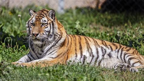 Siberian Tiger Predator Grass Lying Blur Bokeh Background K Hd Tiger