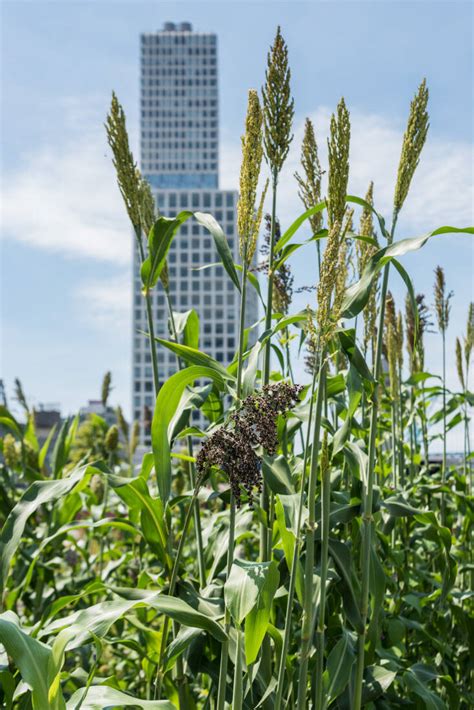 An Easy Way To Grow Sorghum The Wonder Grain Gardenista