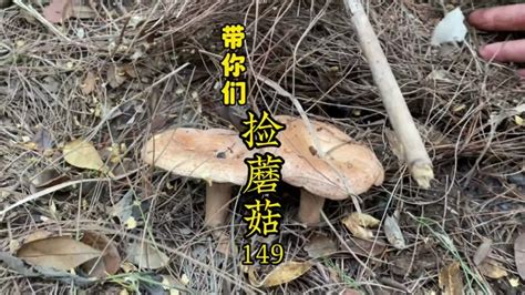 天气不错、上山捡蘑菇、乌枞菌捡到爽、遍地的蘑菇、质量好又漂亮 Youtube