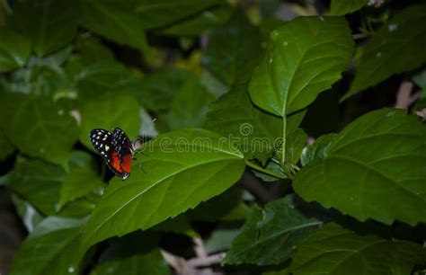 Summer Insect Exotic Rare Butterfly Large Butterfly In Exotic Nature