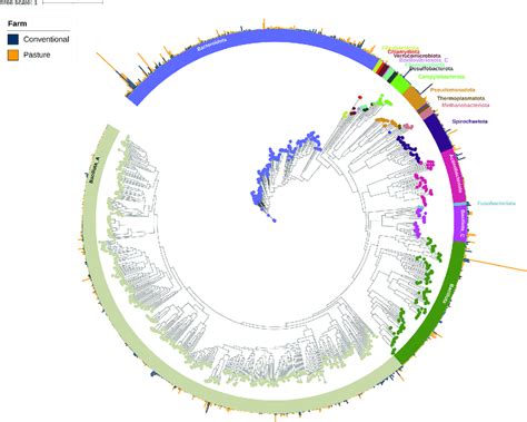 Maximum Likelihood Phylogenetic Tree Of The Metagenome Assembled