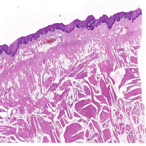 Digital Histology Slides Set At Rs 3540 Set Noida Id 7806731848