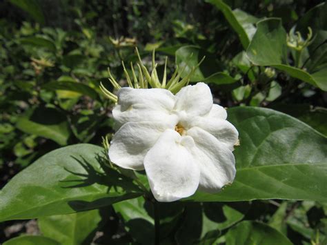 Arabian Jasmine (Jasminum sambac) in Naperville Aurora Batavia Oswego Chicago Wheaton Illinois ...