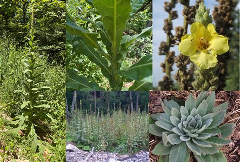 Verbascum Thapsus