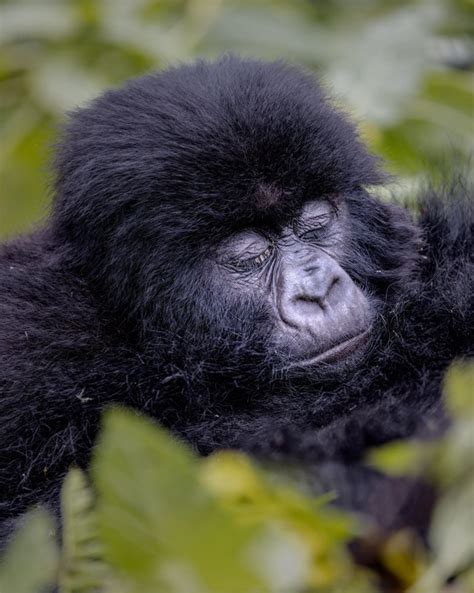 5 Days Rwanda Luxury Gorilla Safari Rwanda Safari Rwanda